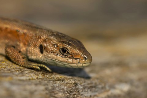 Common lizard (Zootoca vivipara) adult reptile basking on a wooden sleeper, England, United