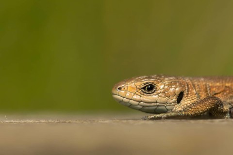 Common lizard (Zootoca vivipara) adult reptile basking on a wooden sleeper, England, United
