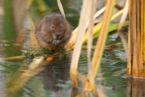 Water vole (Arvicola amphibius) adult rodent animal feeding on a pondweed leaf in a reedbed on a