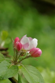 Apple blossoms (Malus), red still closed blossoms and white opened blossom with bokeh in the