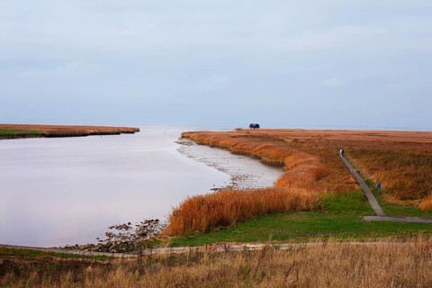 Low water, reed, mudflats, Dollart, Nieuwe Statenzijl, Netherlands