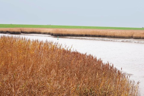 Low water, reed, mudflats, Dollart, Nieuwe Statenzijl, Netherlands