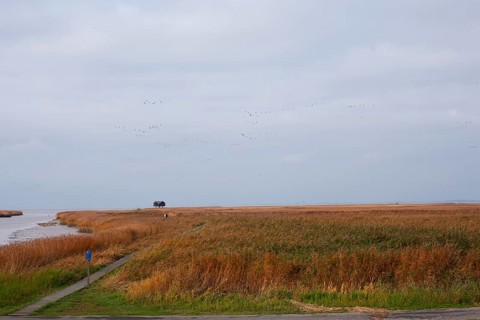 Low water, reed, mudflats, Dollart, Nieuwe Statenzijl, Netherlands