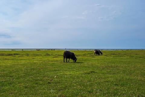 Sheep grazing freely on a shore meadow on the southern tip of the island of Öland, Kalmar län,