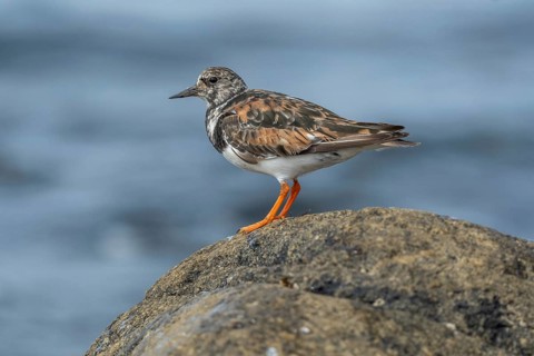 Ruddy Turnstone (Arenaria interpres) searching for food on the Atlantic coast. Ouessant, Finistere,