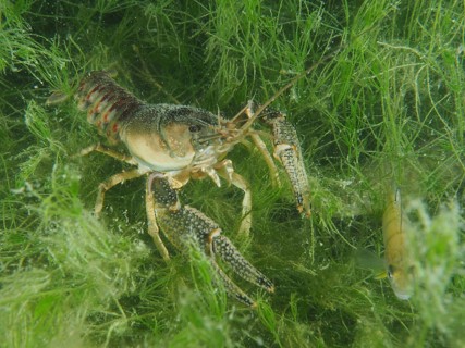 Crayfish (Faxonius limosus), American crayfish, invasive species, in a green underwater world with