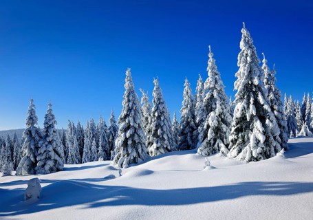 Snow-covered winter landscape, snow-covered spruces and sparkling snow crystals, Harz National