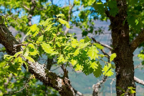 Intertwined branch with light green leaves in front of a mountainous landscape, oak, Piornal,