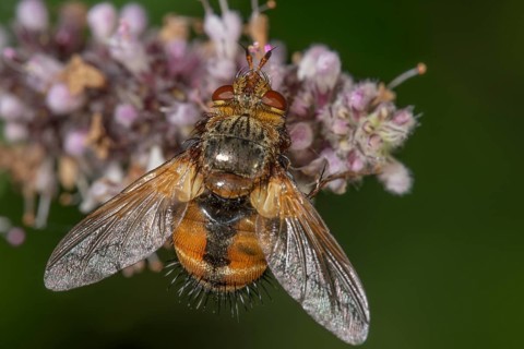 Close-up of a parasitic fly (Tachina fera) I with orange-coloured wings on purple flowers of horse