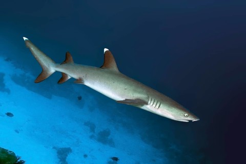 Whitetip reef shark (Triaenodon obesus) Whitetip reef shark swims near the bottom through coral