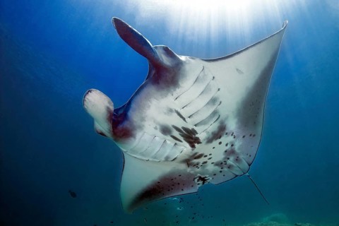 Giant ray (Manta) plankton eater in backlight under sea surface above sun, Pacific Ocean