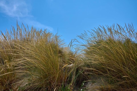 Tall yellow grasses bend in the wind against a clear blue sky, summer, Saintes-Maries-de-la-Mer,