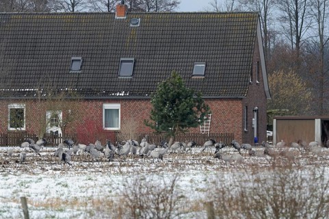 Cranes (grus grus) resting on their southbound migration while foraging in a harvested maize field