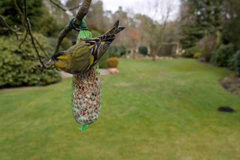 Siskin (Carduelis spinus), male at a fat ball, winter feeding in the garden, North