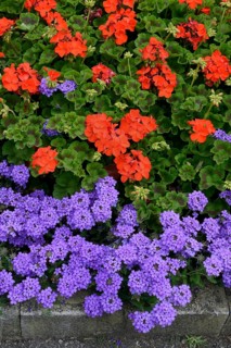 Bed with verbenas and geraniums, inflorescence