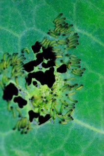 Caterpillars of the cabbage white butterfly, July, Germany, Europe