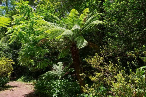 Großer Farnbaum in einem sonnigen Wald umgeben von üppigem Grün, Baumfarn (Dicksonia antarctica),