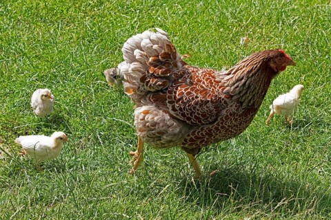 Chicken with chicks, Eime, Leinebergland, Lower Saxony, Germany, Europe