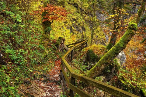 A hiking trail in the Lammerklamm gorge. Autumn, trees with colourful leaves. Scheffau, Lammertal,