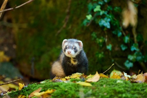 Ferret (Mustela putorius furo) standing on rock, Bavaria, Germany, Europe