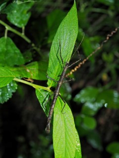 Stick insect (Phasmatodea), Monteverde cloud forest, Costa Rica, Central America