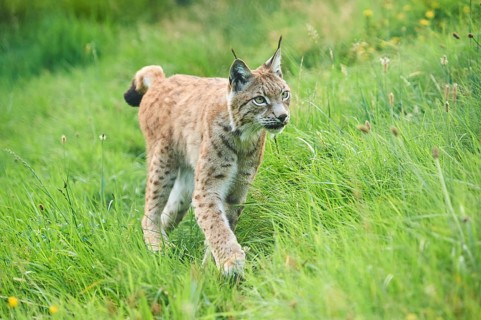 Eurasian lynx (Lynx lynx) walking through the grass, Wildpark Aurach, Kitzbühl, Tirol, Austria,