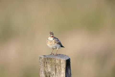 Eurasian skylark (Alauda arvensis) sitting on a pole, Lower Rhine, North Rhine-Westphalia, Germany,