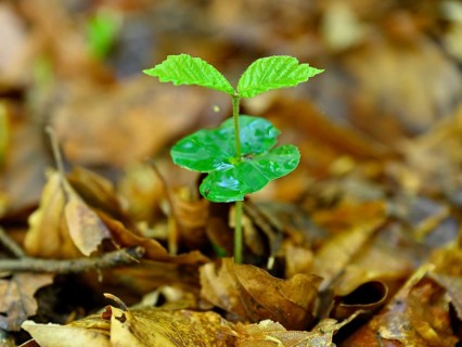 Seedling of copper beech (Fagus silvatica), Lower Rhine, North Rhine-Westphalia, Germany, Europe