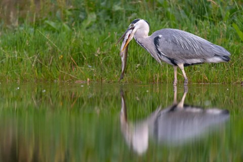 Grey heron (Ardea cinerea) with fish as prey, Aviemore, Scotland, Great Britain