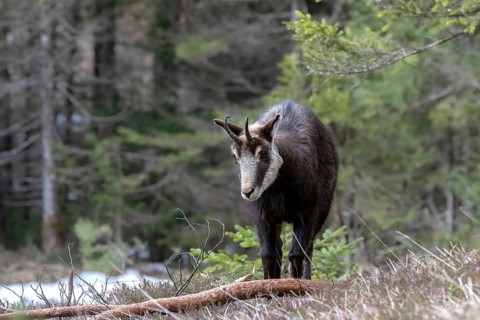 Chamois (Rupicapra rupicapra) in the forest, Austria, Upper Austria, Totes Gebirge, Europe