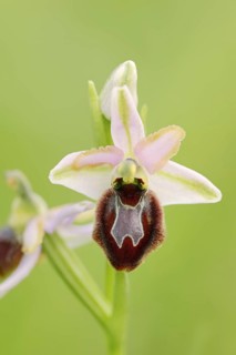 Ragwort in splendour (Ophrys splendida), flower, Provence, southern France