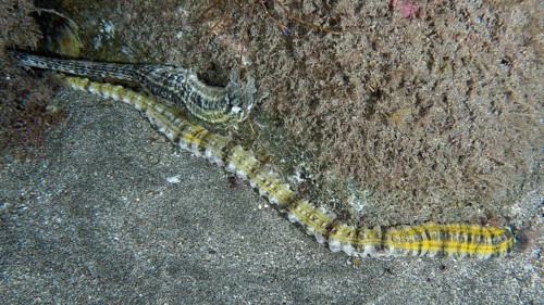 A long, yellow striped snake sea cucumber (Euapta lappa), sea cucumber, meanders across the sandy