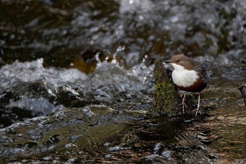 White-throated Dipper (Cinclus cinclus) in the water, Austria, Upper Austria, Europe