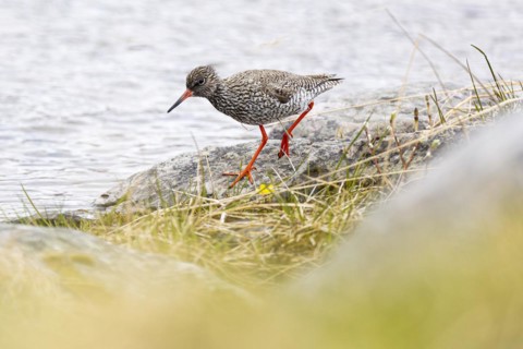 Common redshank (Tringa totanus), adult bird walking on rock at the water's edge, Varanger,