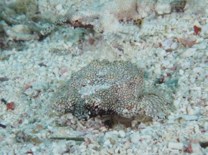 Little dragonfish (Eurypegasus draconis), dive site House Reef, Mangrove Bay, El Quesir, Red Sea,