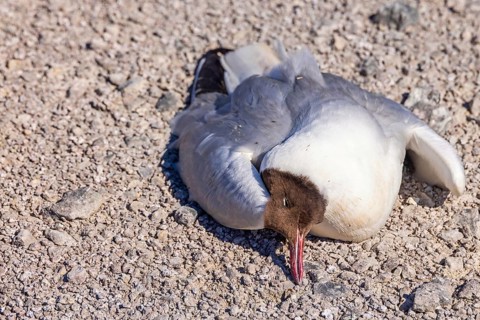 Black-headed gull laying dead on the ground due avian influenza