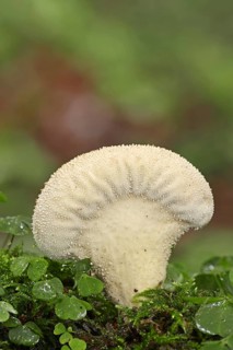 Bottle russula (Lycoperdon perlatum, Lycoperdon gemmatum), North Rhine-Westphalia, Germany, Europe