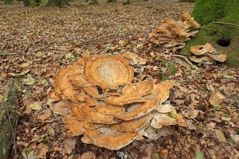 Giant polypore (Meripilus giganteus), North Rhine-Westphalia, Germany, Europe