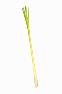 Lemongrass or West Indian lemongrass (Cymbopogon citratus, Andropogon citratus)