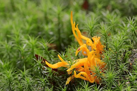 Yellow stagshorn (Calocera viscosa), North Rhine-Westphalia, Germany, Europe