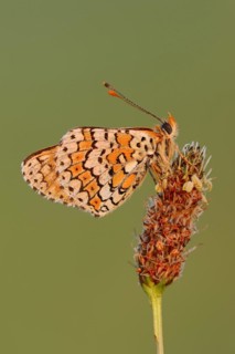 Plantain Fritillary (Melitaea cinxia), Provence, Southern France