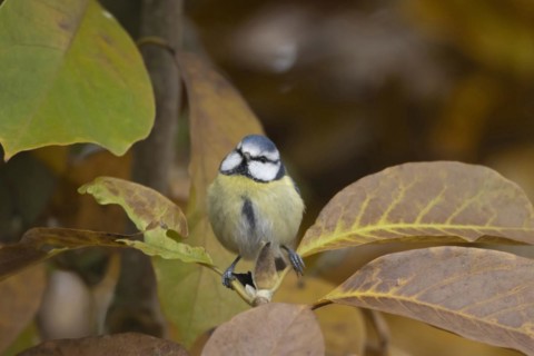 Blue tit (Cyanistes Caeruleus) adult bird amongst autumn leaves of a garden Magnolia tree, Suffolk,
