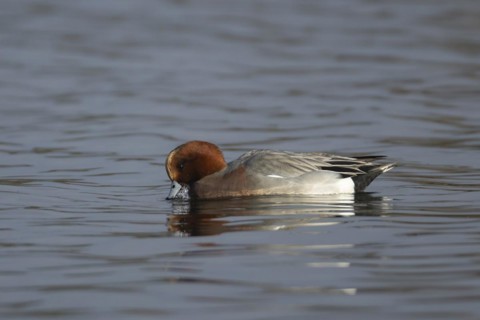 Eurasian wigeon (Mareca penelope) adult male duck on a lake, Suffolk, England, United Kingdom,
