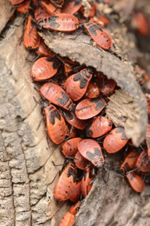 Firebug (Pyrrhocoris apterus), North Rhine-Westphalia, Germany, Europe