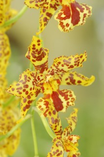 Cambria orchid (Cambria hybride), flower, ornamental plant, North Rhine-Westphalia, Germany, Europe