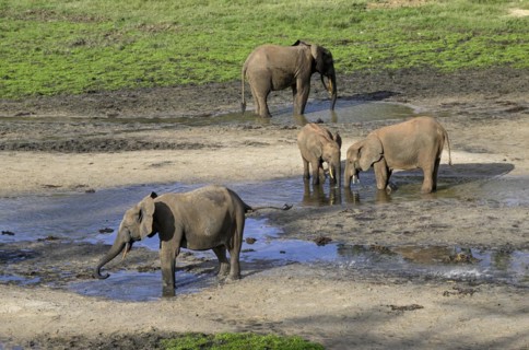 African forest elephants (Loxodonta cyclotis) in the Dzanga Bai forest clearing, Dzanga-Ndoki