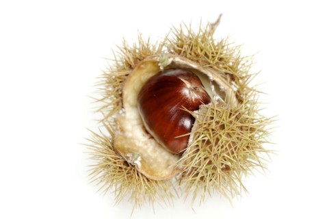 Sweet chestnut or sweet chestnut (Castanea sativa), fruit, chestnut on a white background
