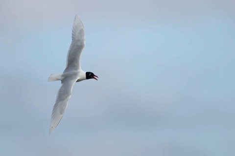 Mediterranean gull (Ichthyaetus melanocephalus) adult bird calling in flight, England, United