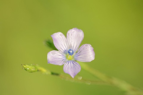 Biennial flax or wild flax (Linum bienne, Linum angustifolium), flower, Provence, southern France
