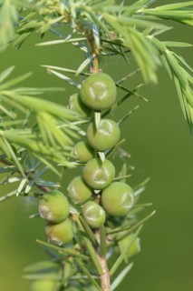 Cade (Juniperus oxycedrus), twig with unripe cones, Provence, southern France